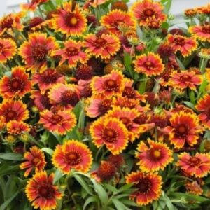 Spintop Orange Halo Blanket Flower