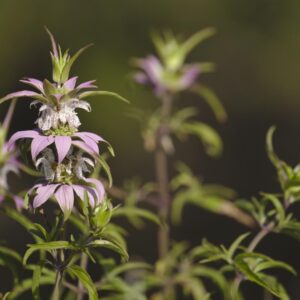Spotted Bee Balm