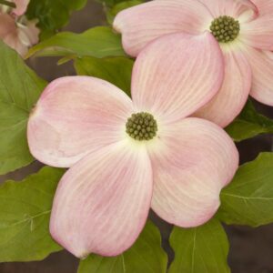 Stellar Pink Dogwood
