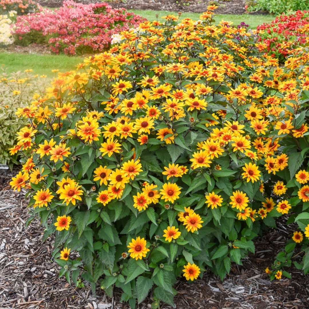 Sundial False Sunflower
