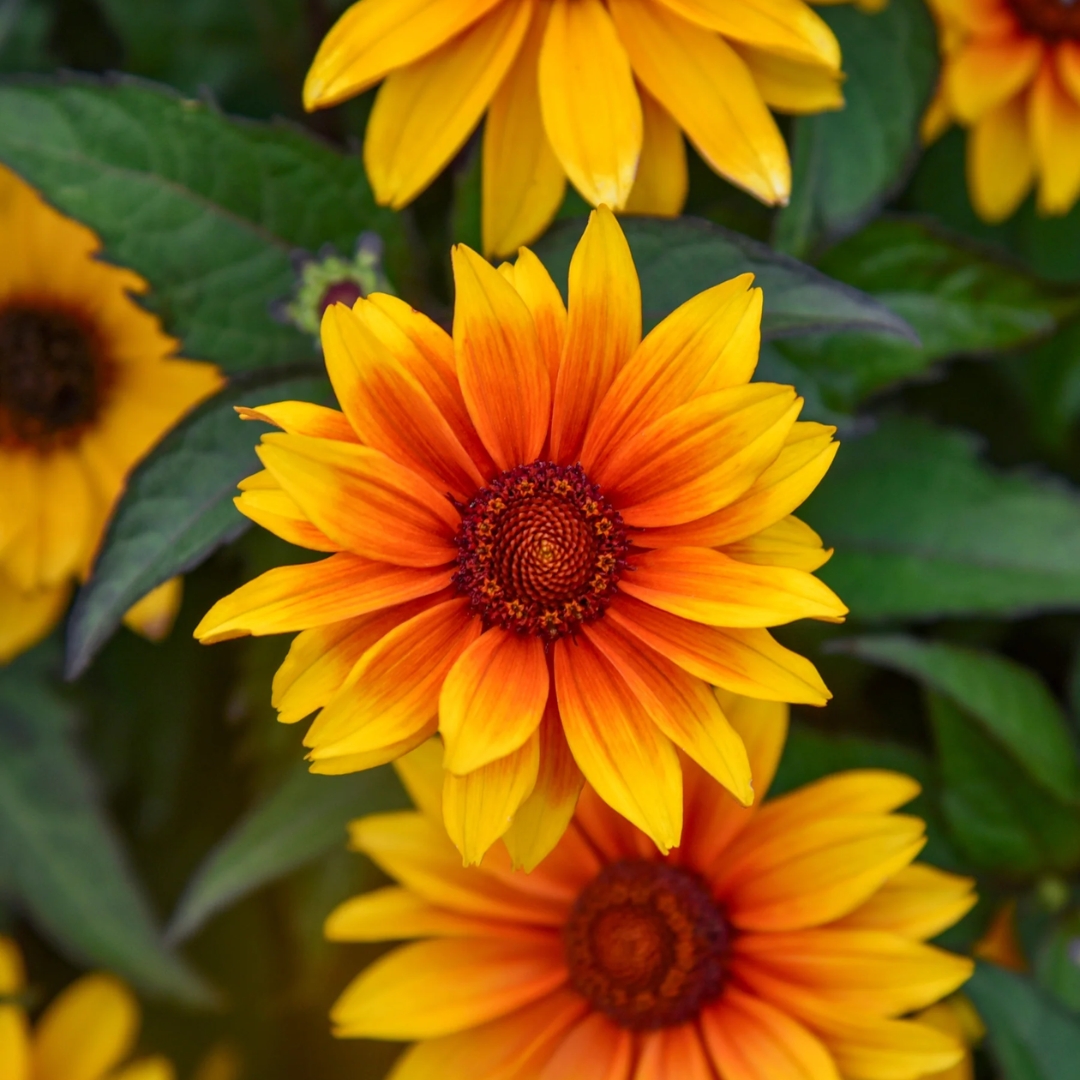 Sundial False Sunflower flowers up close