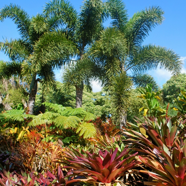 Tropicals