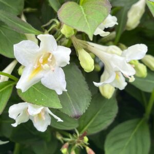Tuxedo Weigela