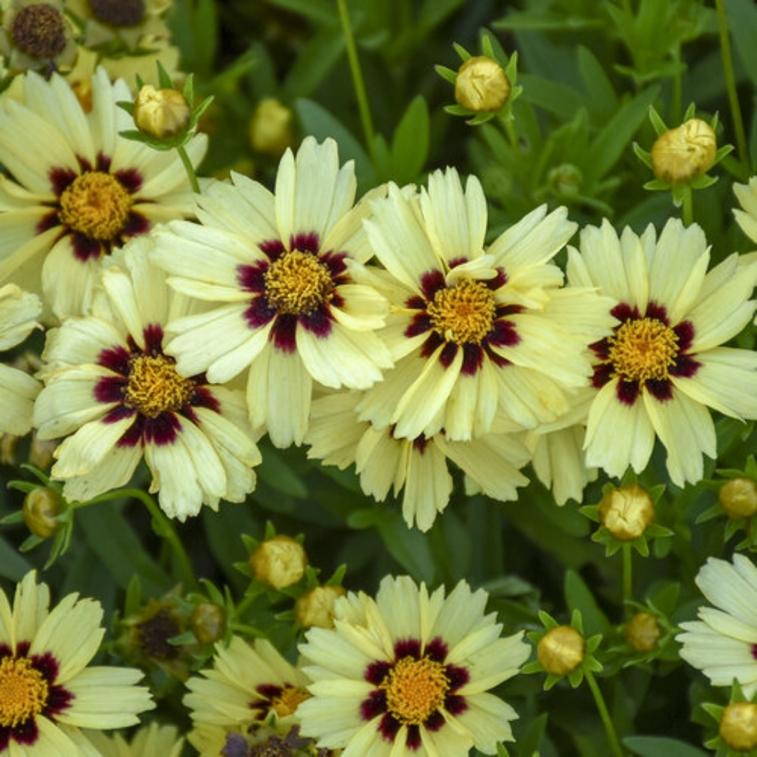 Uptick Cream And Red Coreopsis cluster of flowers