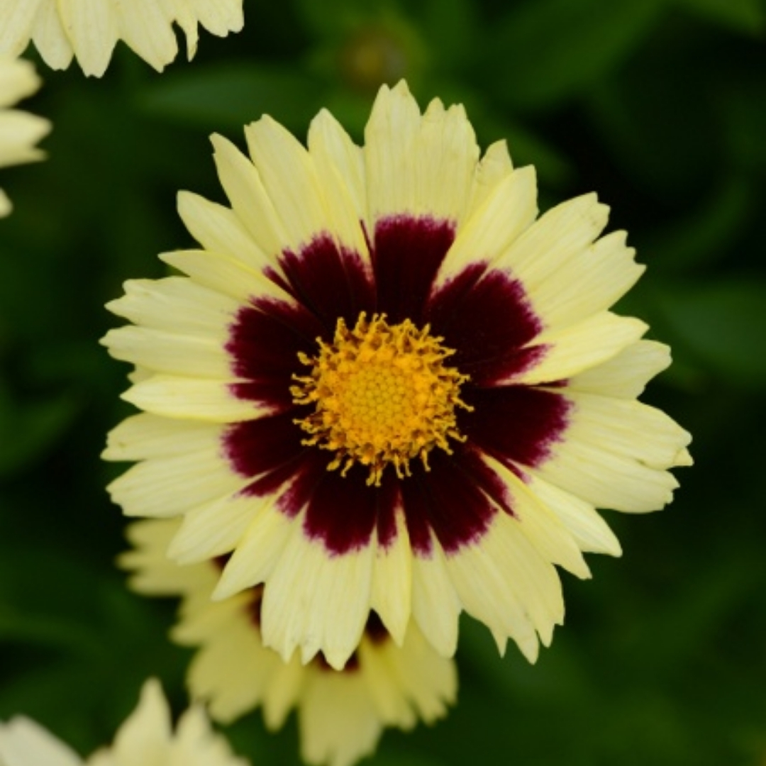 Uptick Cream And Red Coreopsis flower up close