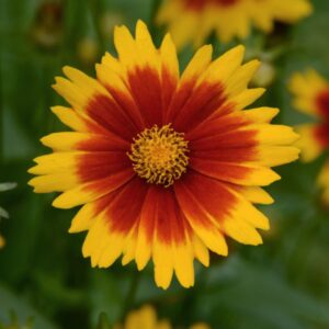 Uptick Gold And Bronze Coreopsis