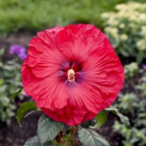 Valentine's Crush Hibiscus