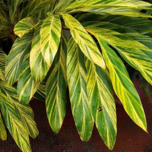 Variegated Ginger