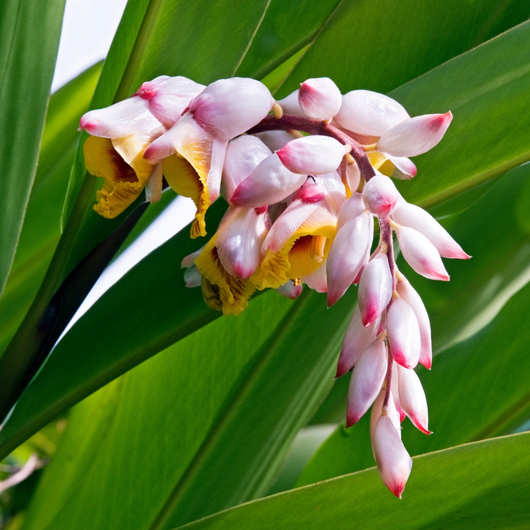 Variegated Ginger flowers blooming up close