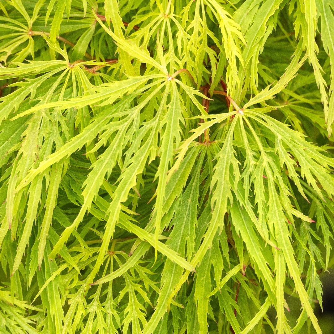 Waterfall Laceleaf Japanese Maple leaves close up