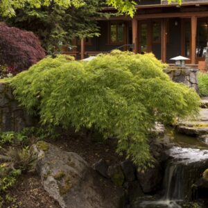 Waterfall Laceleaf Japanese Maple