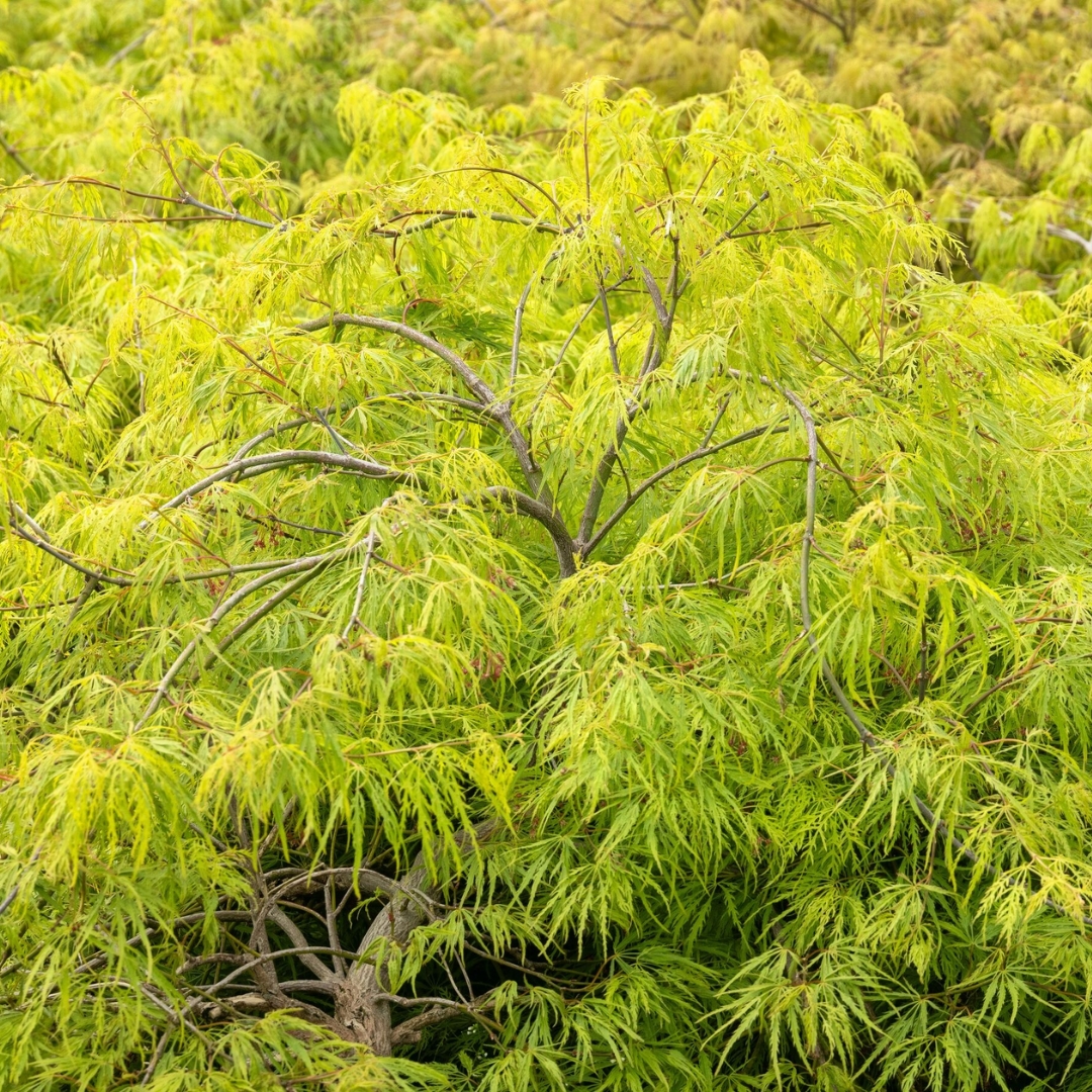 Waterfall Laceleaf Japanese Maple tree close up