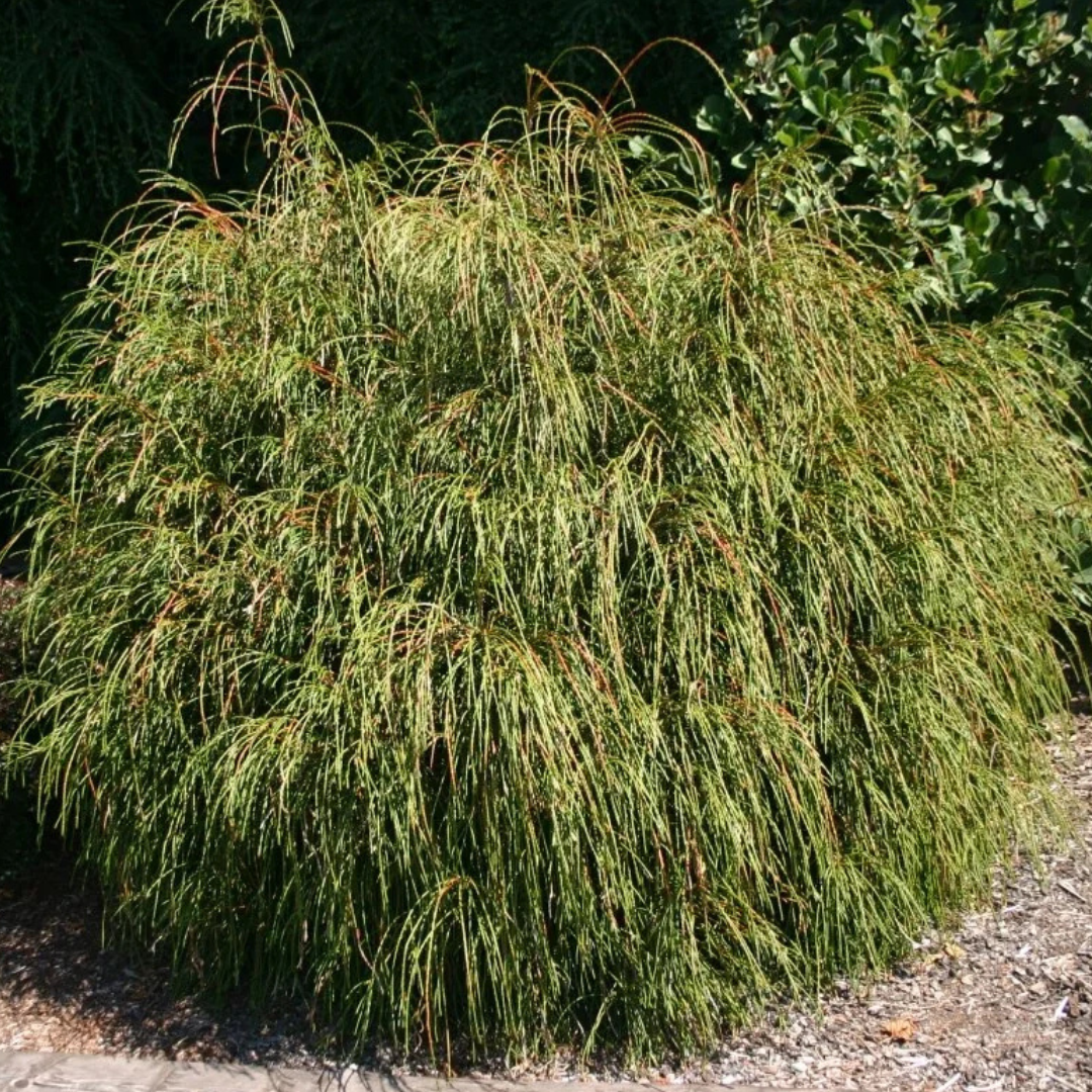 Whipcord Arborvitae