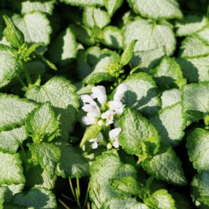 White Nancy Dead Nettle