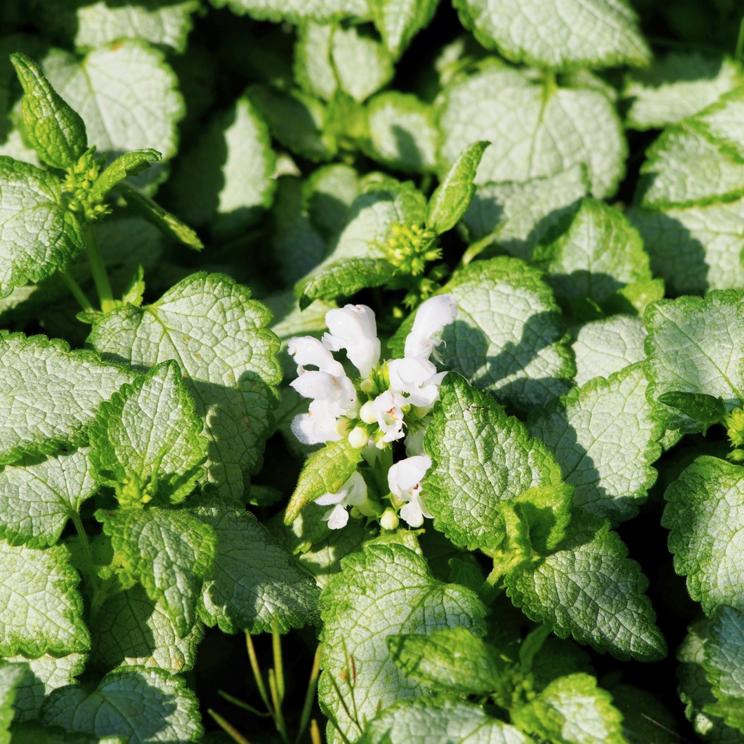 White Nancy Dead Nettle
