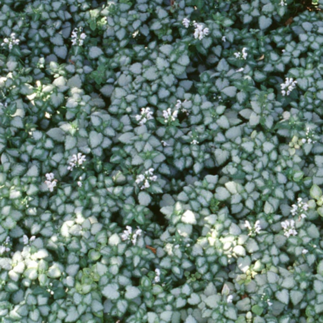White Nancy Dead Nettle groundcover