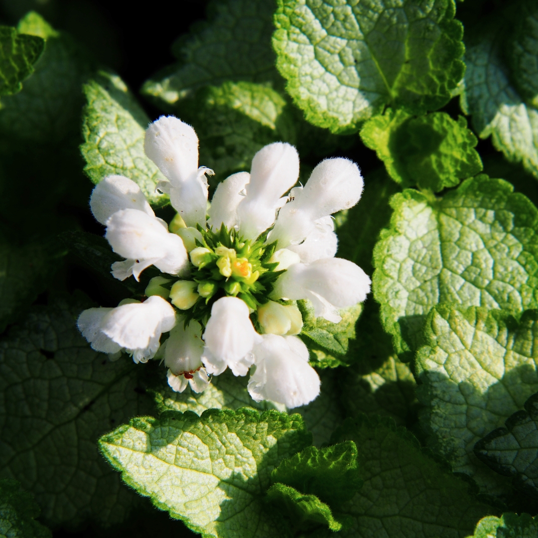 White Nancy Dead Nettle white flowers