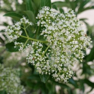 Yardline Viburnum