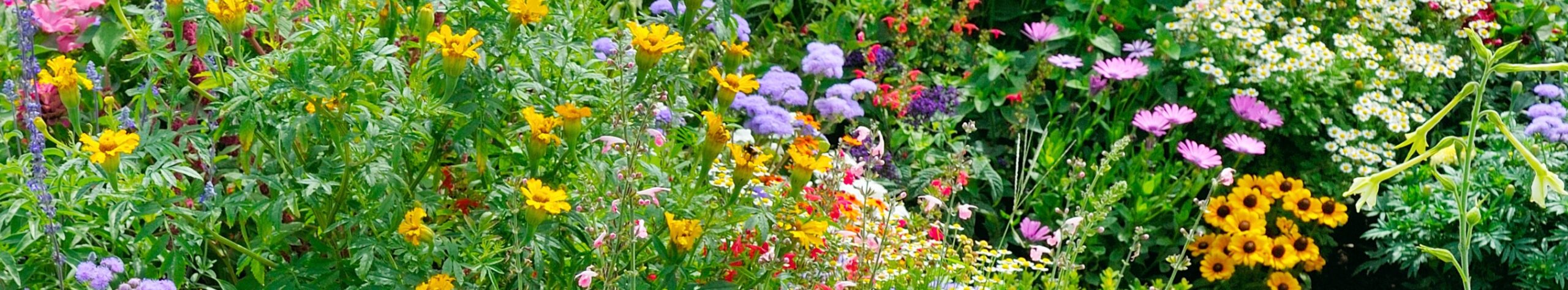 wildflowers