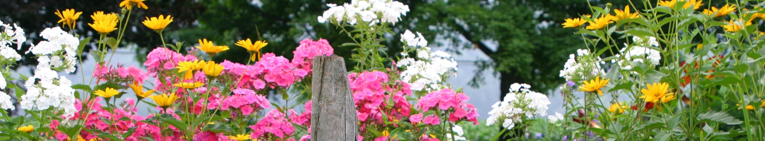flowers over a fence