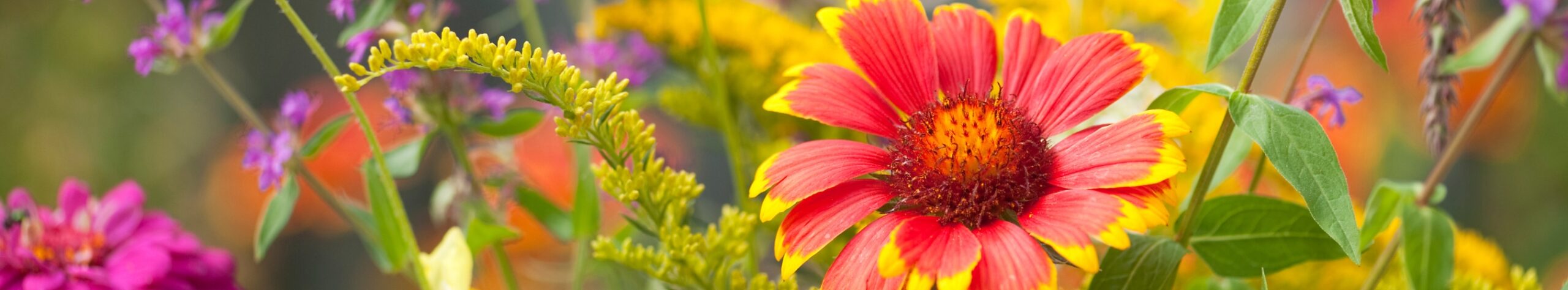 gaillardia and solidago