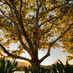 American Sycamore