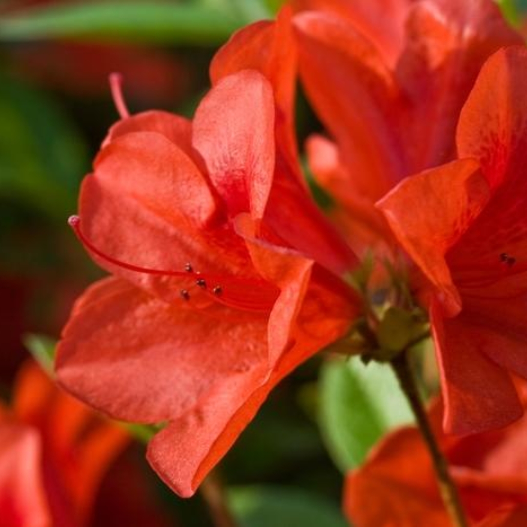 Autumn Bravo Encore Azalea bloom close up