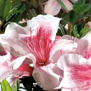Autumn Chiffon Encore Azalea