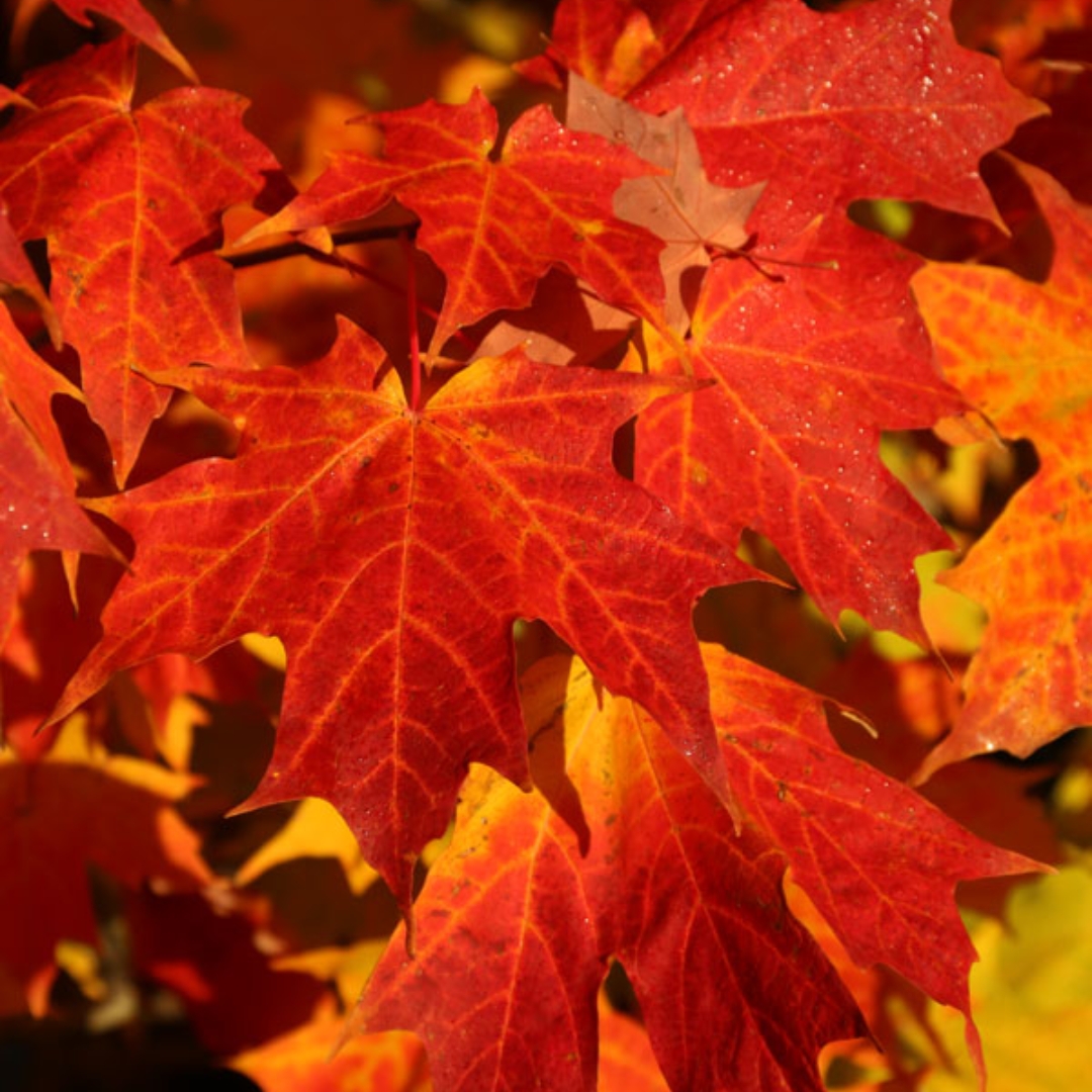 Autumn Fest Sugar Maple - Image 3