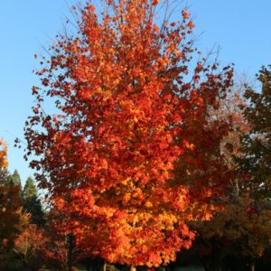 Autumn Fest Sugar Maple