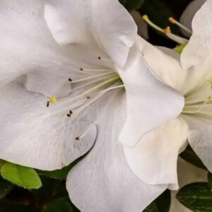 Autumn Ivory Encore Azalea