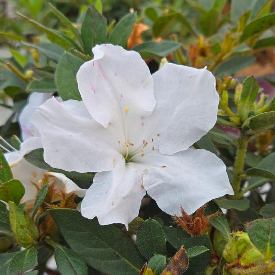Autumn Lily Encore Azalea single bloom