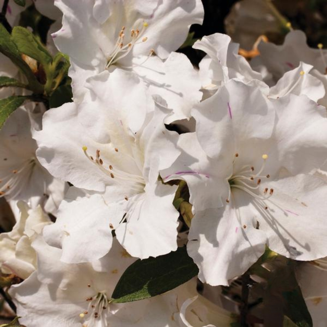 Autumn Lily Encore Azalea flower cluster close up