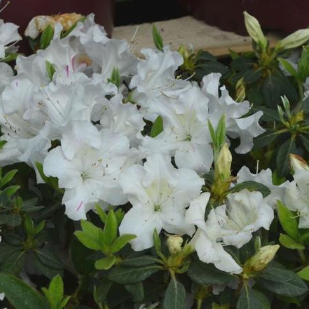 Autumn Lily Encore Azalea - Image 4