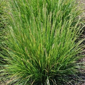 Autumn Moor Grass