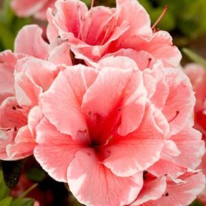 Autumn Sunburst Encore Azalea