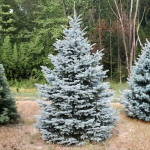 Baby Blue Colorado Spruce