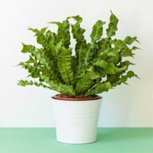 Bird's Nest Fern