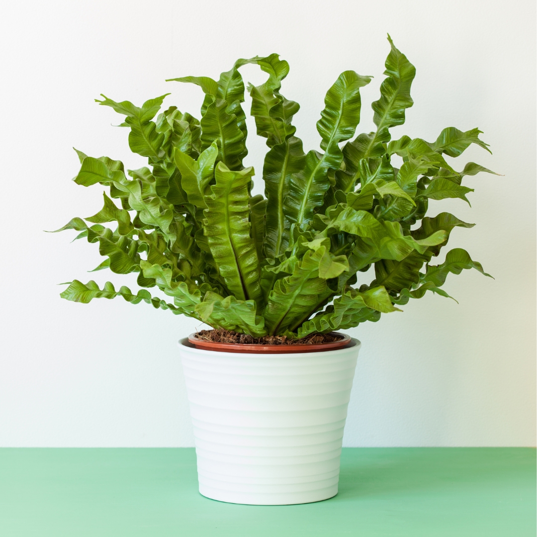 Bird's Nest Fern