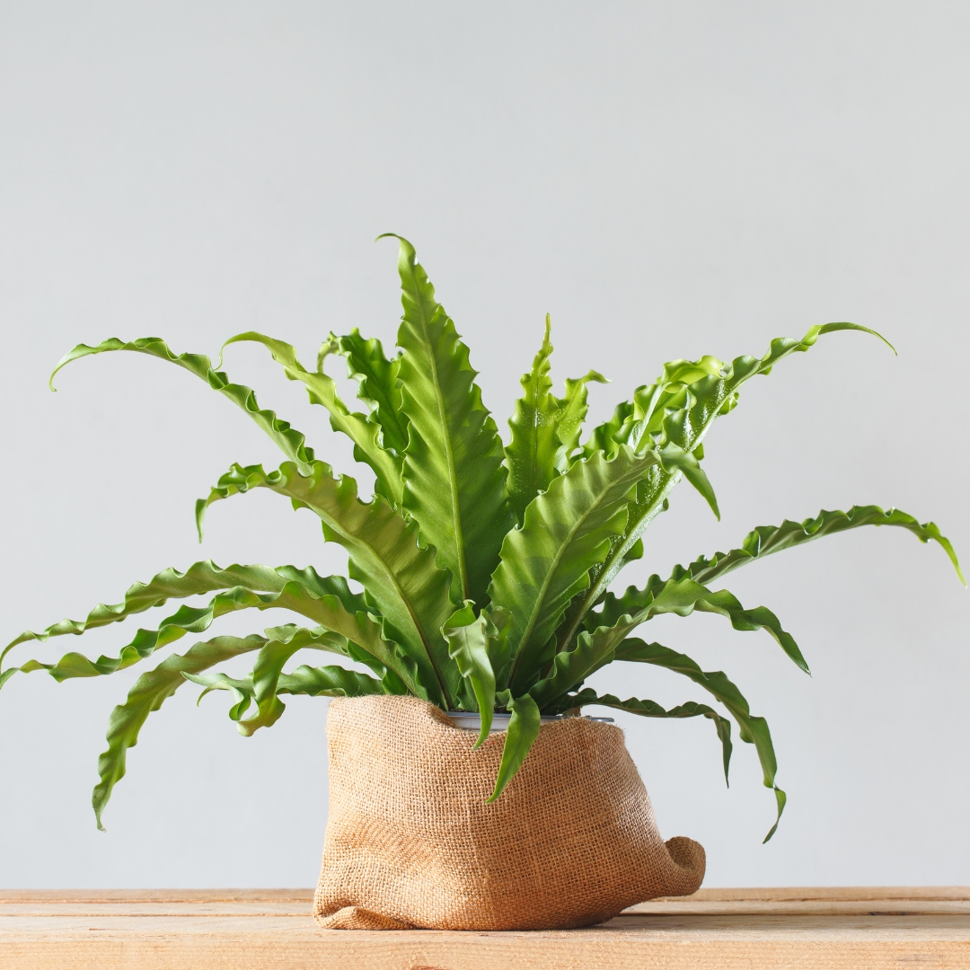 Bird's Nest Fern in burlap