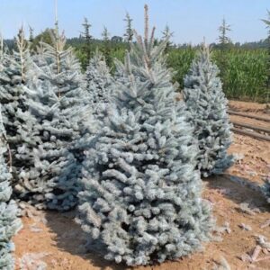 Bizon Blue Colorado Spruce