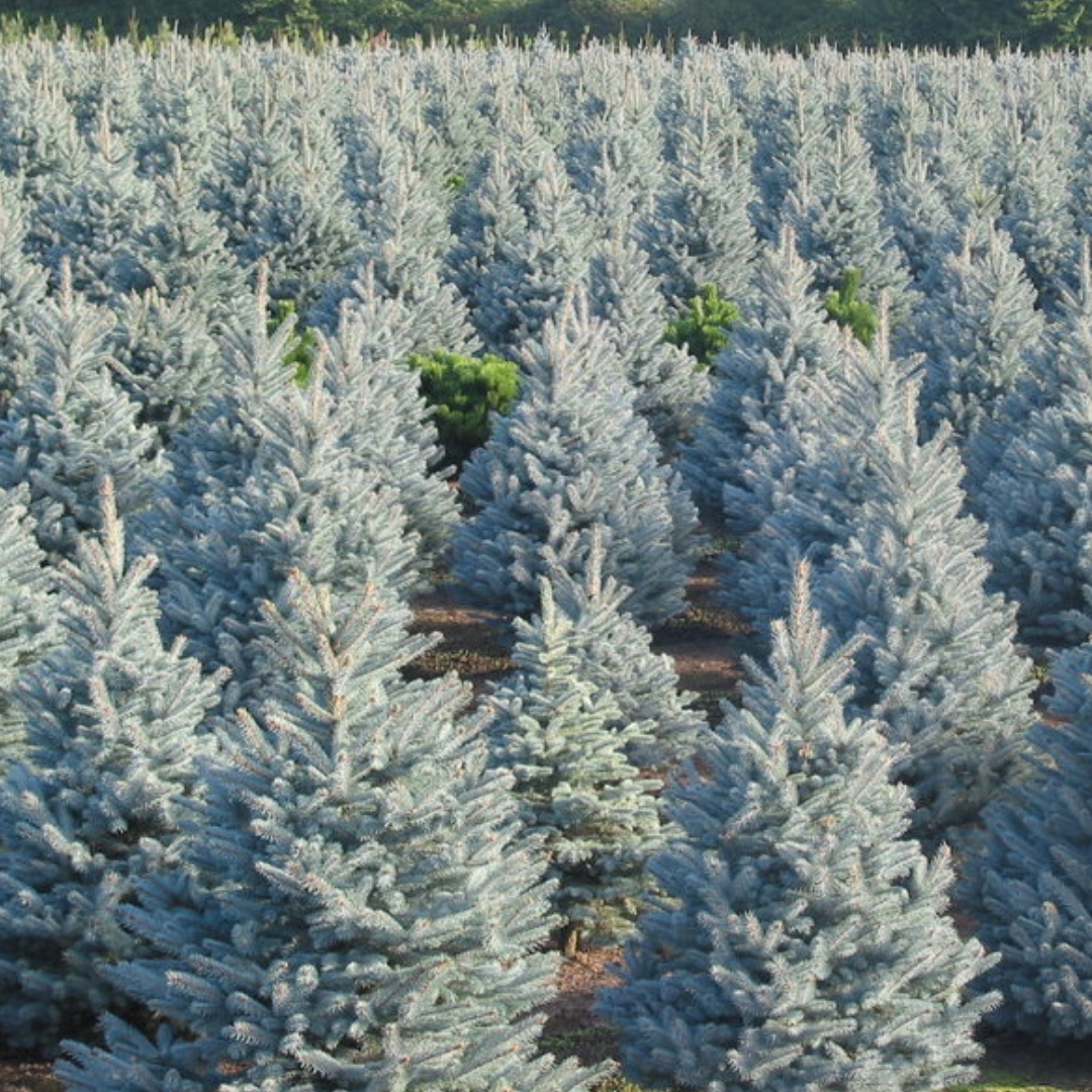 Bizon Blue Spruce growing in a field