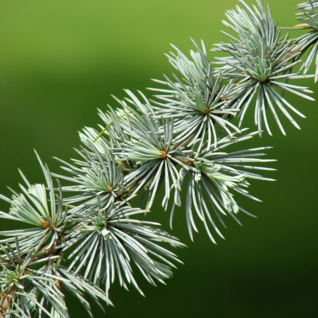 Blue Atlas Cedar - Image 2