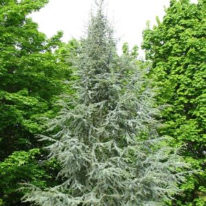 Blue Atlas Cedar