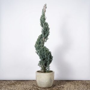 Blue Point Juniper Spiral