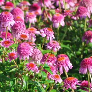 Butterfly Kisses Coneflower