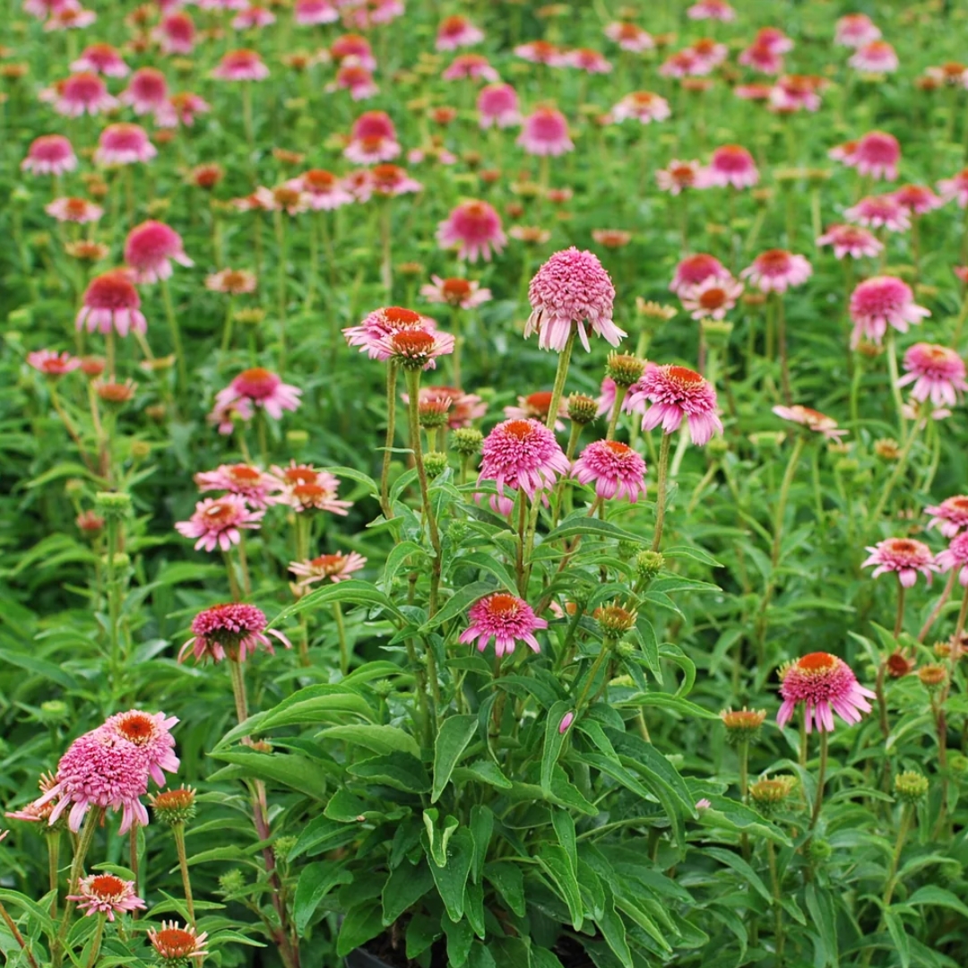 Butterfly Kisses Coneflower in landscape