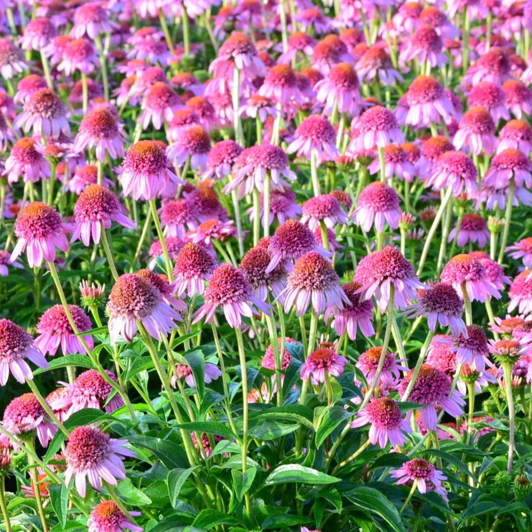 Butterfly Kisses Coneflower cluster