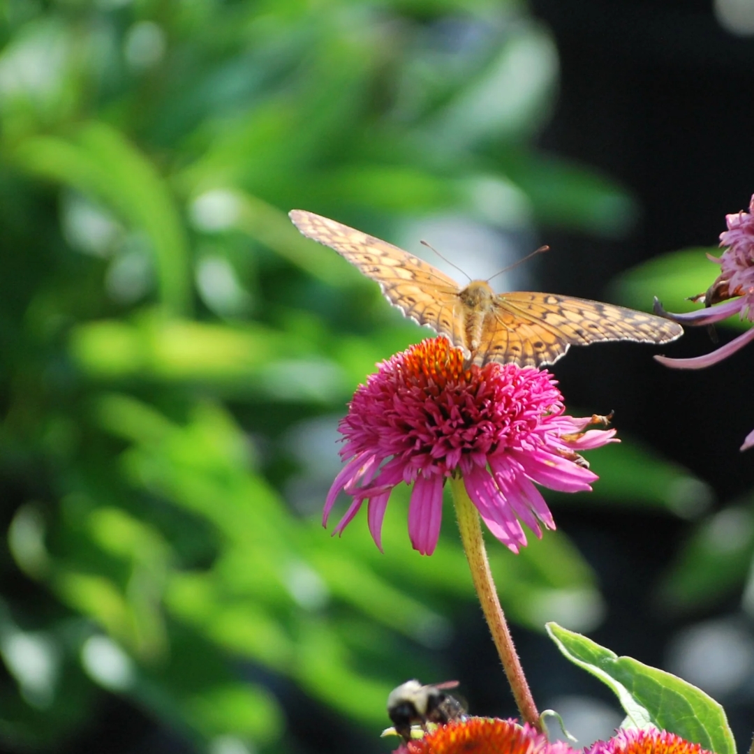 Butterfly Kisses Coneflower with butterfly