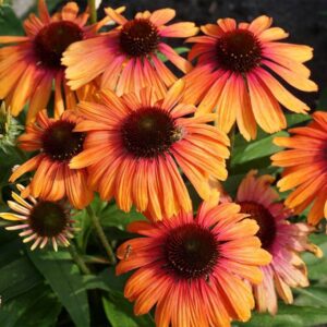 Butterfly Rainbow Marcella Coneflower